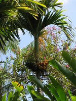 Betel Nut (Areca catechu)
