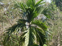 Betel Nut (Areca catechu)