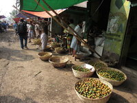 Betel Nut (Areca catechu)