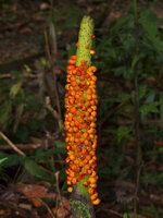 Hewitt's Aroid (Amorphophallus hewittii)
