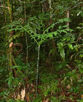Hewitt's Aroid (Amorphophallus hewittii)