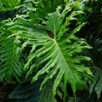 Tree Philodendron (Thaumatophyllum bipinnatifidum)