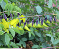 Canary Bird Bush (Crotalaria agatiflora)