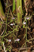 Cardamom (Elettaria cardamomum)