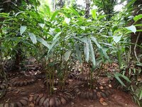 Cardamom (Elettaria cardamomum)