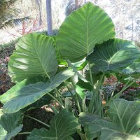 Giant Elephant Ear (Leucocasia gigantea 'Thailand Giant')