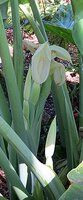 Giant Elephant Ear (Leucocasia gigantea 'Thailand Giant')