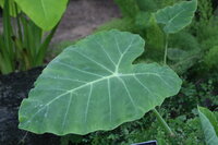 Giant Elephant Ear (Leucocasia gigantea 'Thailand Giant')