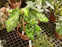 Camouflage Plant (Aglaonema pictum)