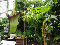 Titan arum (Amorphophallus titanum)
