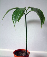 Titan arum (Amorphophallus titanum)