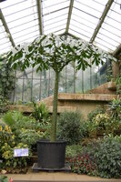 Titan arum (Amorphophallus titanum)