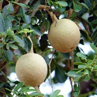 Elephant Apple (Limonia acidissima)