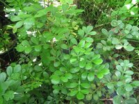 Elephant Apple (Limonia acidissima)
