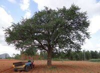 Elephant Apple (Limonia acidissima)