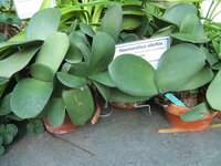 Paintbrush (Haemanthus albiflos)