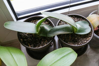 Paintbrush (Haemanthus albiflos)