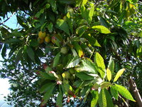 Canistel (Pouteria campechiana)