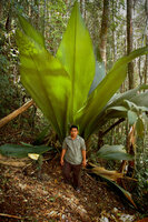 Joey Palm (Johannesteijsmannia altifrons)