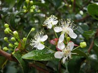 Suriname Cherry (Eugenia uniflora)