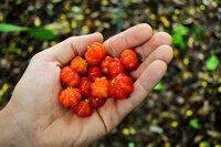 Suriname Cherry (Eugenia uniflora)