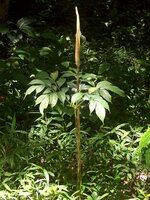 Aroid (Amorphophallus variabilis)