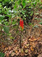 Aroid (Amorphophallus variabilis)