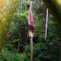 Aroid (Amorphophallus gigas)