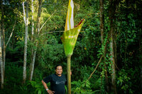 Aroid (Amorphophallus gigas)