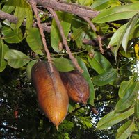 Australian Chestnut (Castanospermum australe)