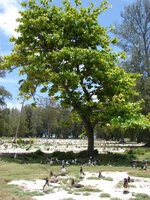 Indian Almond (Terminalia catappa)
