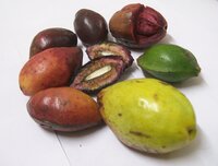 Indian Almond (Terminalia catappa)