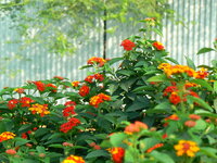 Common Lantana (Lantana camara)
