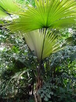 White Elephant Palm (Kerriodoxa elegans)