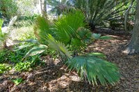 White Elephant Palm (Kerriodoxa elegans)