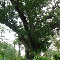 Mahogany (Swietenia mahagoni)