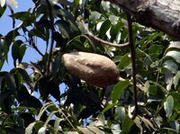 Mahogany (Swietenia mahagoni)