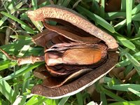 Mahogany (Swietenia mahagoni)