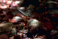 Mahogany (Swietenia mahagoni)