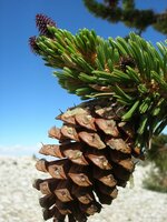 Bristlecone Pine (Pinus longaeva)