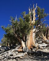 Bristlecone Pine (Pinus longaeva)