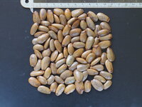 Soursop (Annona muricata)