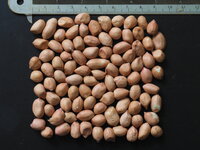 Peanut (Arachis hypogaea)