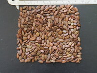 Persian Silk Tree (Albizia julibrissin 'E.H. Wilson')