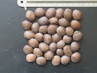 Sacha Inchi (Plukenetia volubilis)