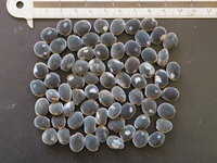 Black Pearl Tree (Majidea zanguebarica)