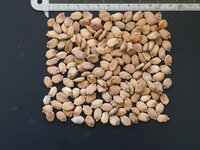 Bittermelon (Momordica charantia)