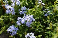 Cape leadwort (Plumbago auriculata)