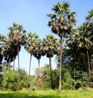 Palmyra palm (Borassus flabellifer)