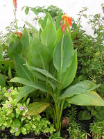 Canna lily (Canna indica)